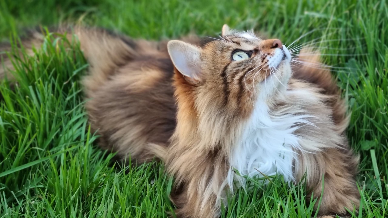Patoune